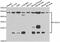 Ubiquitin Conjugating Enzyme E2 H antibody, abx006923, Abbexa, Western Blot image 