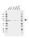 Fragile X Mental Retardation 1 antibody, VMA00682, Bio-Rad (formerly AbD Serotec) , Western Blot image 