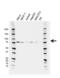 FMR1 antibody, VMA00682, Bio-Rad (formerly AbD Serotec) , Western Blot image 