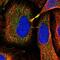 Glutathione S-Transferase Mu 1 antibody, NBP2-46827, Novus Biologicals, Immunofluorescence image 