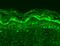 DNA Methyltransferase 3 Like antibody, MA5-27628, Invitrogen Antibodies, Immunohistochemistry paraffin image 