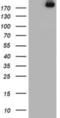 Ubiquitin Specific Peptidase 9 X-Linked antibody, NBP2-03824, Novus Biologicals, Western Blot image 