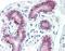 Myocyte Enhancer Factor 2A antibody, orb96474, Biorbyt, Immunohistochemistry paraffin image 