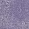 S100 Calcium Binding Protein Z antibody, NBP2-68699, Novus Biologicals, Immunohistochemistry paraffin image 