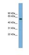 Zinc Finger Protein 394 antibody, orb324686, Biorbyt, Western Blot image 
