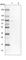 THO Complex 1 antibody, HPA019687, Atlas Antibodies, Western Blot image 