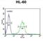 Carbohydrate Sulfotransferase 2 antibody, abx025861, Abbexa, Western Blot image 