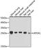 Apolipoprotein A1 antibody, LS-C749222, Lifespan Biosciences, Western Blot image 