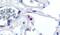 CD11C antibody, PA5-32885, Invitrogen Antibodies, Immunohistochemistry frozen image 