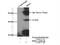 Ribosome Biogenesis Regulator 1 Homolog antibody, 15329-1-AP, Proteintech Group, Immunoprecipitation image 