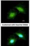 Growth Arrest And DNA Damage Inducible Gamma antibody, PA5-21921, Invitrogen Antibodies, Immunofluorescence image 