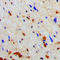 N(Alpha)-Acetyltransferase 15, NatA Auxiliary Subunit antibody, LS-C353559, Lifespan Biosciences, Immunohistochemistry frozen image 