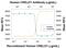 Cysteine Rich With EGF Like Domains 1 antibody, MAB3128, R&D Systems, Neutralising image 