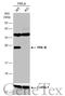 Peroxiredoxin-3 antibody, GTX111887, GeneTex, Western Blot image 