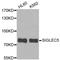 Sialic Acid Binding Ig Like Lectin 5 antibody, STJ26591, St John