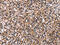 G Protein Nucleolar 3 antibody, CSB-PA206311, Cusabio, Immunohistochemistry paraffin image 