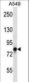 Transient Receptor Potential Cation Channel Subfamily V Member 1 antibody, LS-C160237, Lifespan Biosciences, Western Blot image 