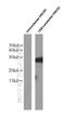 Human Chorionic gonadotrophin antibody, 60334-1-Ig, Proteintech Group, Western Blot image 