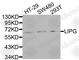 Lipase G, Endothelial Type antibody, A1891, ABclonal Technology, Western Blot image 