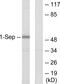 Septin 1 antibody, A30537, Boster Biological Technology, Western Blot image 