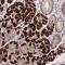 Hepatocyte Growth Factor antibody, NBP2-48806, Novus Biologicals, Immunohistochemistry paraffin image 