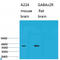 Gamma-Aminobutyric Acid Type A Receptor Alpha2 Subunit antibody, LS-C814204, Lifespan Biosciences, Western Blot image 