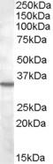 Apolipoprotein B antibody, 46-802, ProSci, Enzyme Linked Immunosorbent Assay image 