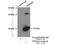 Translocase Of Inner Mitochondrial Membrane 22 antibody, 14927-1-AP, Proteintech Group, Immunoprecipitation image 