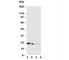 Interleukin 18 antibody, R30119, NSJ Bioreagents, Western Blot image 