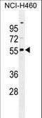 Ras Association Domain Family Member 8 antibody, LS-C162466, Lifespan Biosciences, Western Blot image 