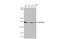 Tonsoku-like protein antibody, GTX629396, GeneTex, Western Blot image 