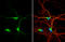 Dystrobrevin Binding Protein 1 antibody, GTX101252, GeneTex, Immunocytochemistry image 