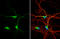 Dysbindin-1 antibody, GTX101252, GeneTex, Immunocytochemistry image 