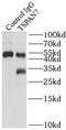 Tetraspanin 7 antibody, FNab09066, FineTest, Immunoprecipitation image 