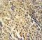Forkhead Box C2 antibody, LS-C166218, Lifespan Biosciences, Immunohistochemistry frozen image 