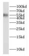 E2F-1 antibody, FNab02600, FineTest, Western Blot image 