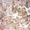 NADH:Ubiquinone Oxidoreductase Subunit A1 antibody, orb76175, Biorbyt, Immunohistochemistry paraffin image 