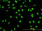 GATA Binding Protein 2 antibody, LS-C197276, Lifespan Biosciences, Immunofluorescence image 