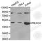 REX4 Homolog, 3'-5' Exonuclease antibody, A5996, ABclonal Technology, Western Blot image 