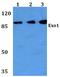 Exonuclease 1 antibody, A00536-1, Boster Biological Technology, Western Blot image 