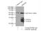 High Mobility Group Box 2 antibody, 14597-1-AP, Proteintech Group, Immunoprecipitation image 