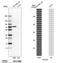 Annexin A6 antibody, NBP1-90149, Novus Biologicals, Western Blot image 