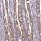 Mitochondrial Ribosomal Protein S2 antibody, NBP2-33822, Novus Biologicals, Immunohistochemistry frozen image 