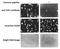 TATA-Box Binding Protein Associated Factor 1 antibody, GTX00900, GeneTex, Immunofluorescence image 