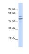 Golgi Membrane Protein 1 antibody, orb333720, Biorbyt, Western Blot image 