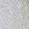 USP21 antibody, FNab09321, FineTest, Immunohistochemistry frozen image 