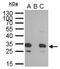 GFP antibody, GTX628528, GeneTex, Immunoprecipitation image 