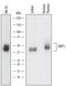 Signal Regulatory Protein Gamma antibody, AF4486, R&D Systems, Western Blot image 