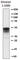 Non-structural protein V antibody, 680603, BioLegend, Western Blot image 