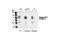 Activating Transcription Factor 2 antibody, 9225S, Cell Signaling Technology, Western Blot image 